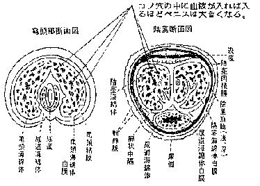 陰茎亀頭